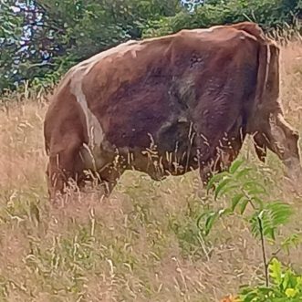 45. St. Veiter Schachopen – Wo ist die Partie?